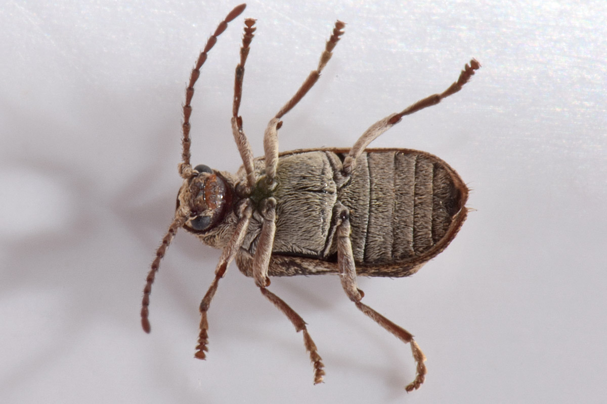 Anobiidae: Ptinomorphus imperialis? S.